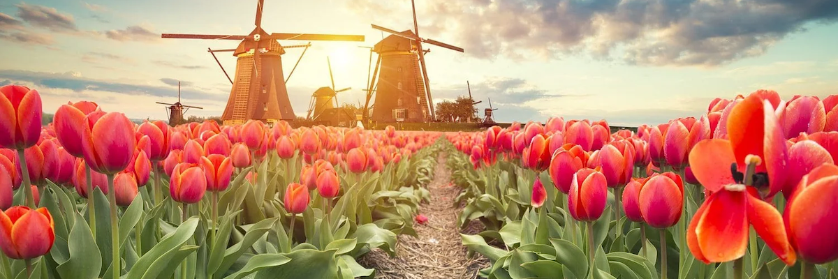 A field of tulips standing before a handfull of windmills in the background